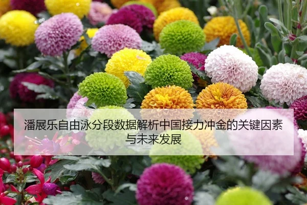 潘展乐自由泳分段数据解析中国接力冲金的关键因素与未来发展